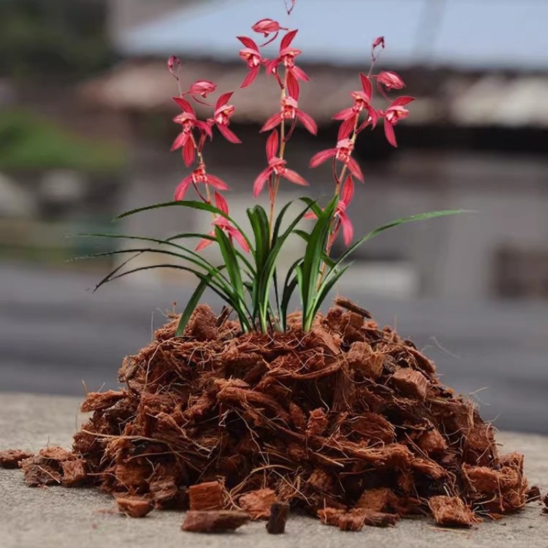 Coconut Coir Brick with Organi - Substrate Coconut Fiber ulasan dan harga